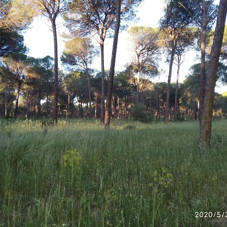 Casa Rural Los Pinos Hinojos Екстериор снимка
